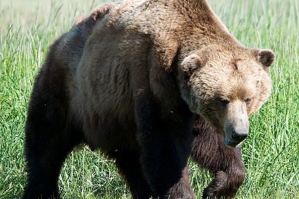 Bear suspected in missing Alaska hiker’s death