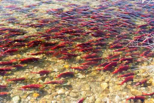 Salmon meet escapement goals in Kuskokwim tributaries