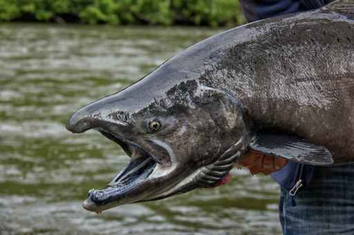 King salmon run on Yukon River well below average so far