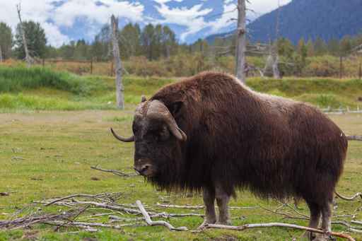 Alaska Native nonprofit acquires bison herd