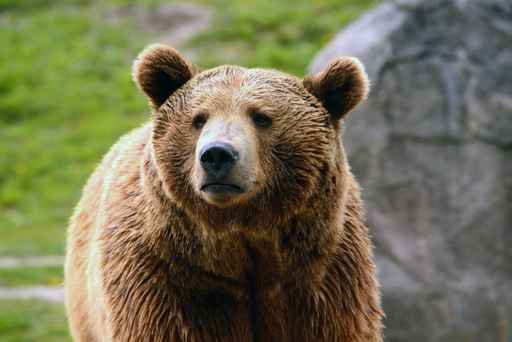 Number of human-bear conflicts growing across Alaska