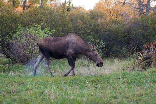 Biologists recruit Anchorage residents for moose survey