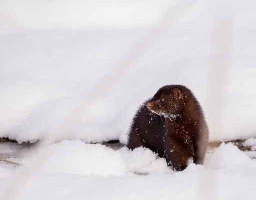 Alaska biologist report increased sighting of mink in Kodiak