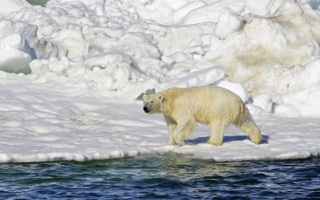 Alaska man to accept 4-month sentence for killing polar bear