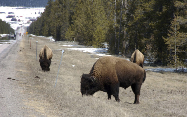 Hundreds of Yellowstone bison to be culled this winter