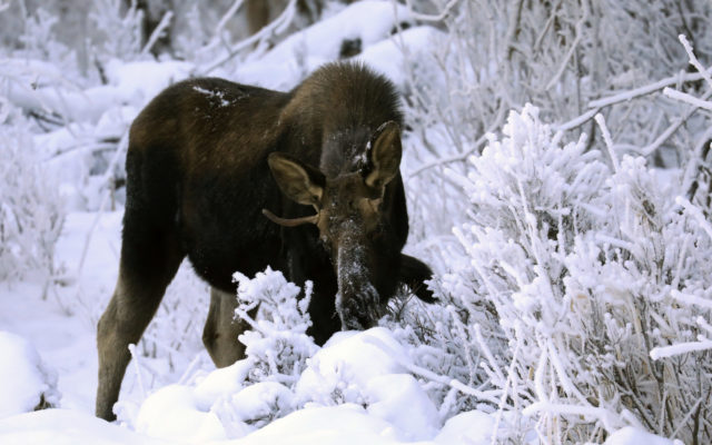 KFQD Interview: Anchorage Moose Survey