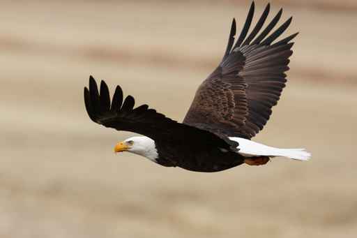 Bald eagle trapped in Alaska tree rescued on 4th of July