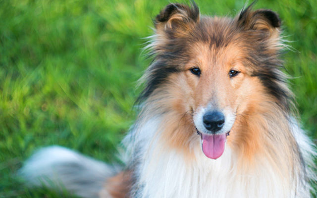 Your Very Own Lassie!