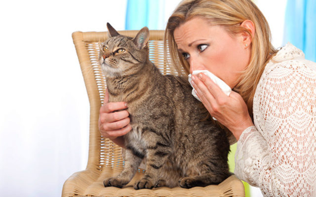 Cat Allergies? A New Vaccine!