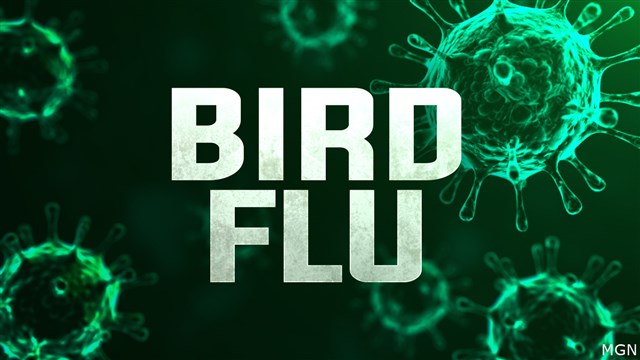 Bird Flu Taking “Unheard Of Toll” On Bald Eagles